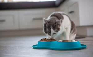 Thermoplastic Elastomer (TPE) materials for pet products, feeding bowls