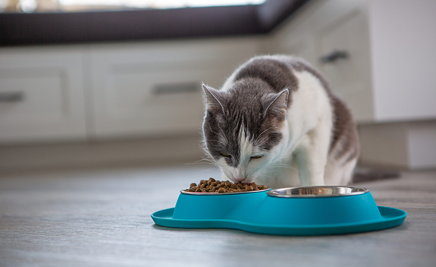 Thermoplastic Elastomer (TPE) materials for pet products, feeding bowls
