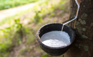 natural rubber tree